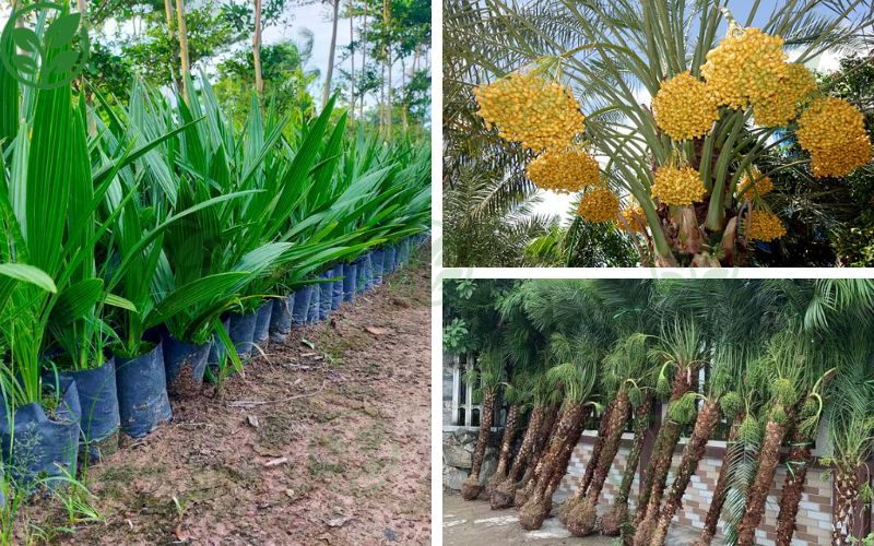 Ba Phi – Đơn vị cung cấp giống chà là cấy mô chuẩn, uy tín 