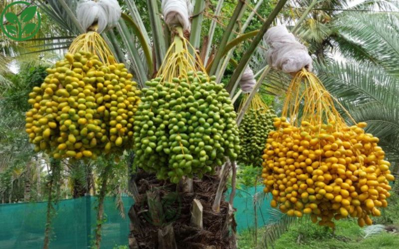 Bật mí cách chăm sóc cây chà là sai quả