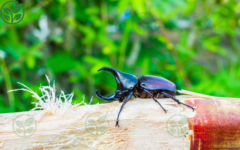 Bọ cánh cứng đỏ (Đuông hại chà là)