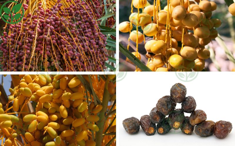 Các loại giống chà là cấy mô phổ biến hiện nay