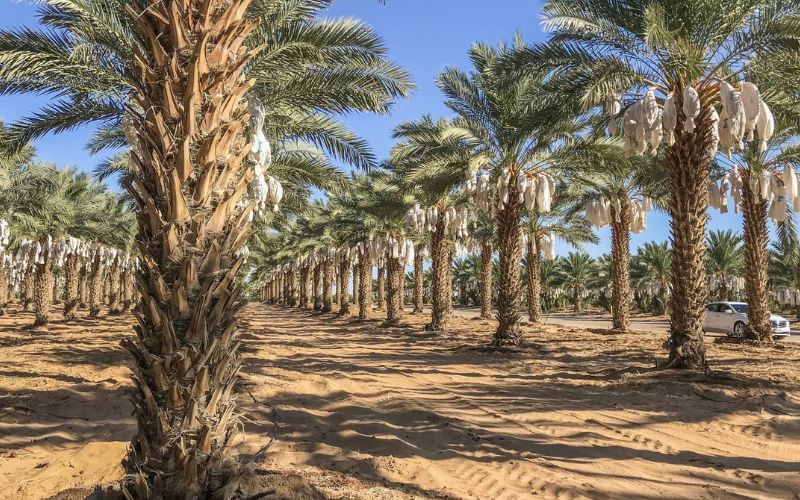 Các loại giống chà là cấy mô phổ biến hiện nay