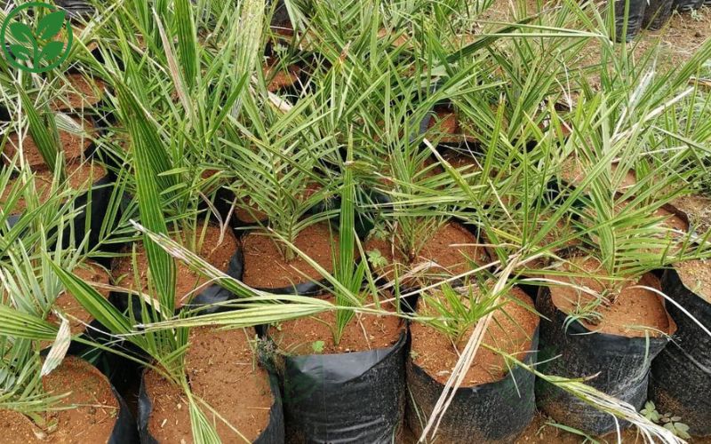 Các phương pháp thụ phấn cho cây chà là phổ biến hiện nay