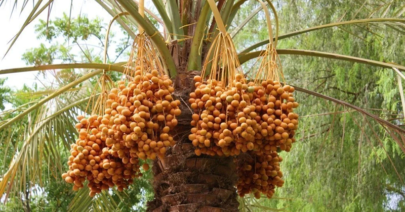 Các yếu tố ảnh hưởng đến chiều cao của cây chà là cấy mô