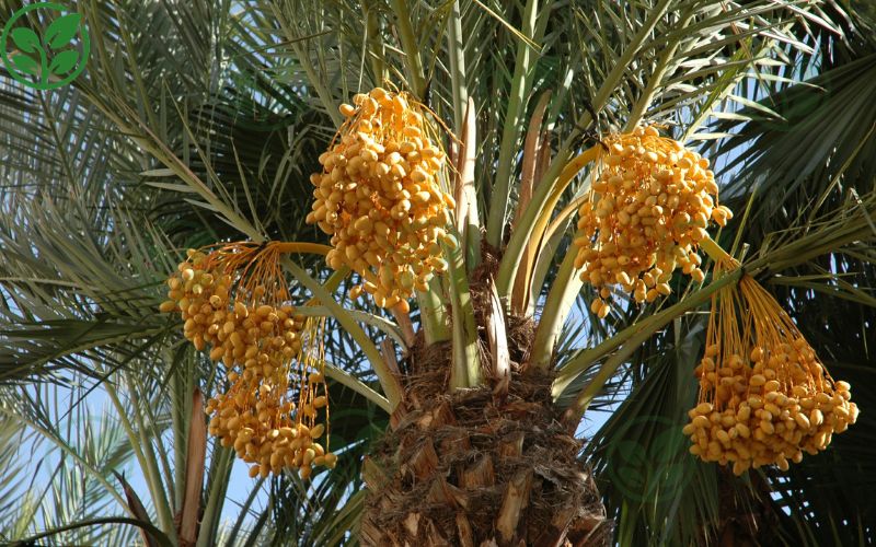Các yếu tố ảnh hưởng đến giá sỉ của giống chà là nuôi cấy mô