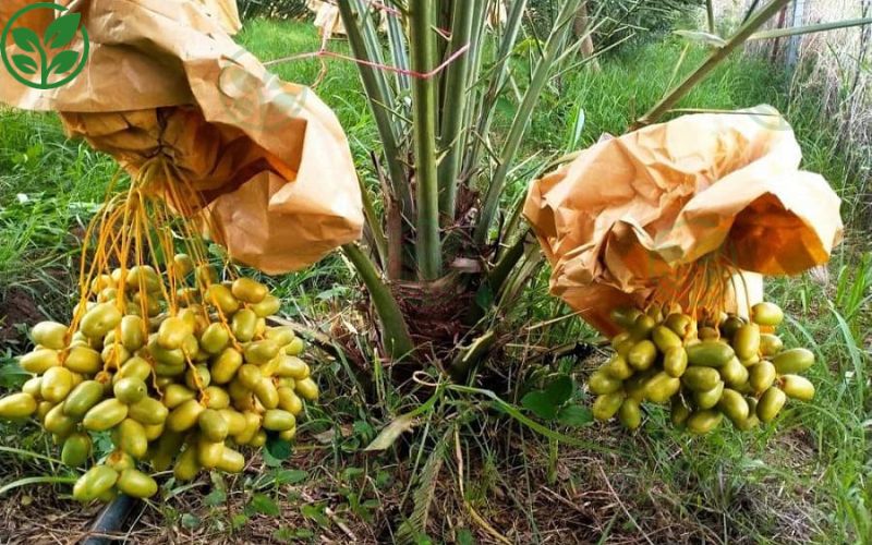 Cách chăm sóc cây chà là giúp tăng sức đề kháng