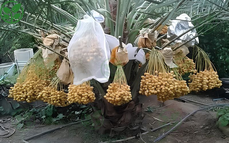 Cách chăm sóc cây chà là vào thời gian thụ phấn