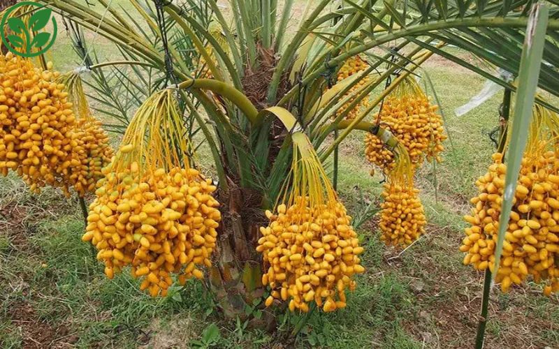 Cách phân biệt chà là cấy mô và chà là gieo hạt