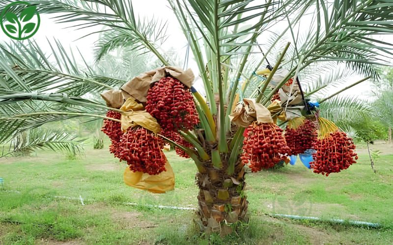 Cách phòng ngừa các loại sâu bệnh thường gặp trên chà là hiệu quả 