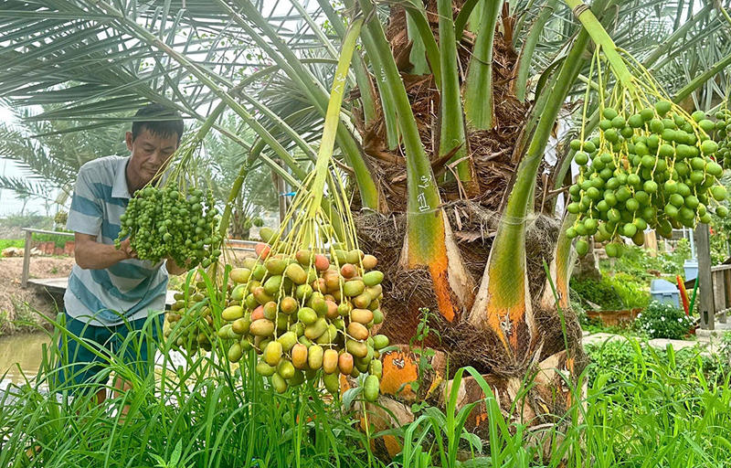 Cách phòng trừ sâu bệnh trên chà là hiệu quả nhất
