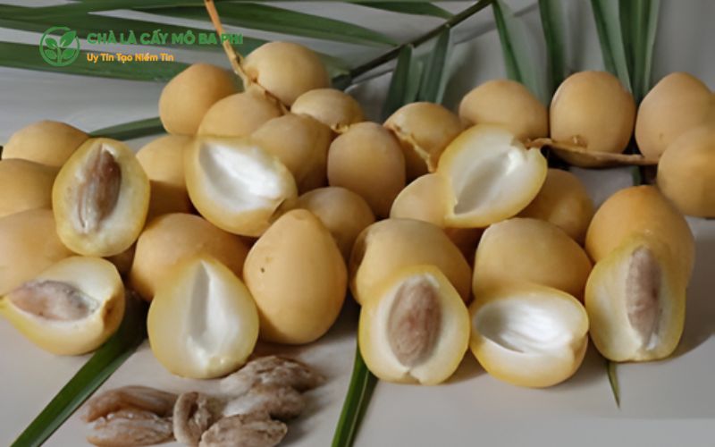 Cây chà là Barhee nuôi cấy mô là gì?