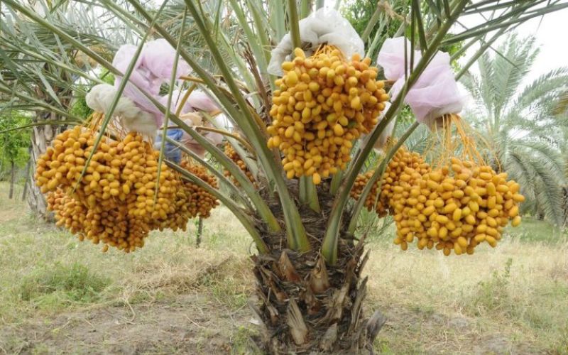 Cây chà là nuôi cấy mô là gì?