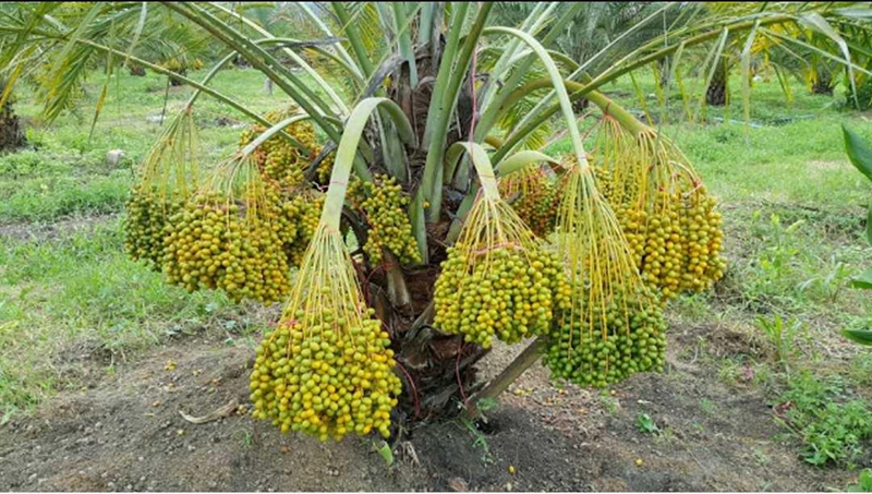 Cây chà là sống bao lâu, tuổi thọ tối đa là bao nhiêu?