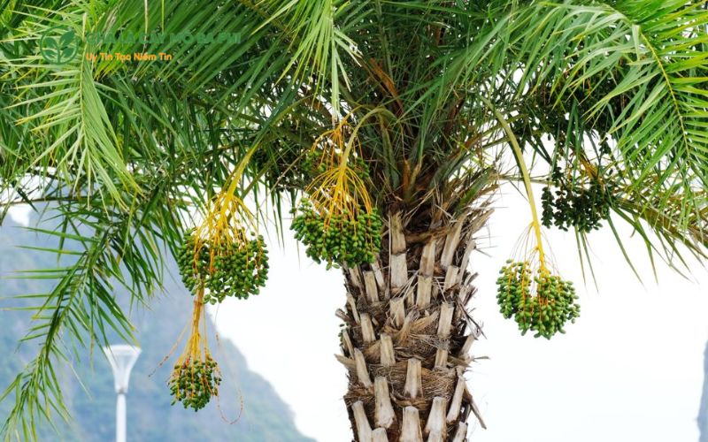 Cây chà là trồng bao lâu có trái?