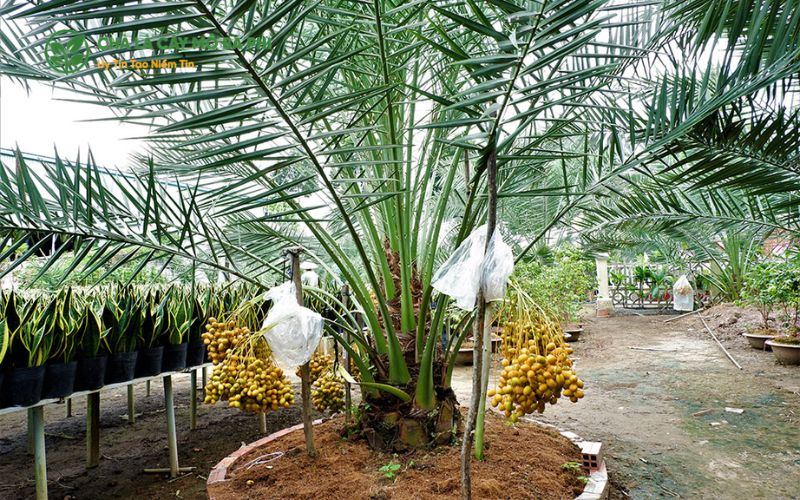 Chà Là Cấy Mô Ba Phi – Địa chỉ cung cấp giống cây chà là Barhee nuôi cấy mô uy tín