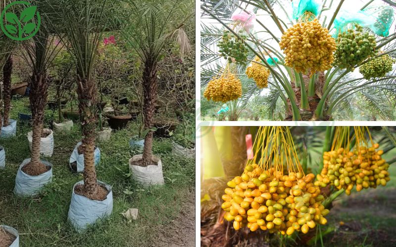 Chà Là Cấy Mô Ba Phi – Địa chỉ cung cấp giống chà là nuôi cấy mô giá sỉ uy tín 