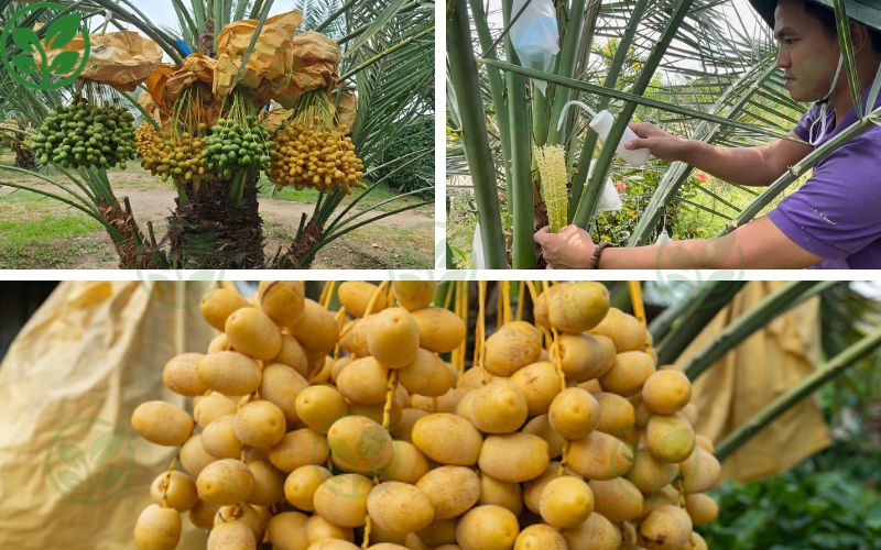 Chà Là Cấy Mô Ba Phi – Đơn vị cung cấp giống chà là cấy mô chất lượng cao 
