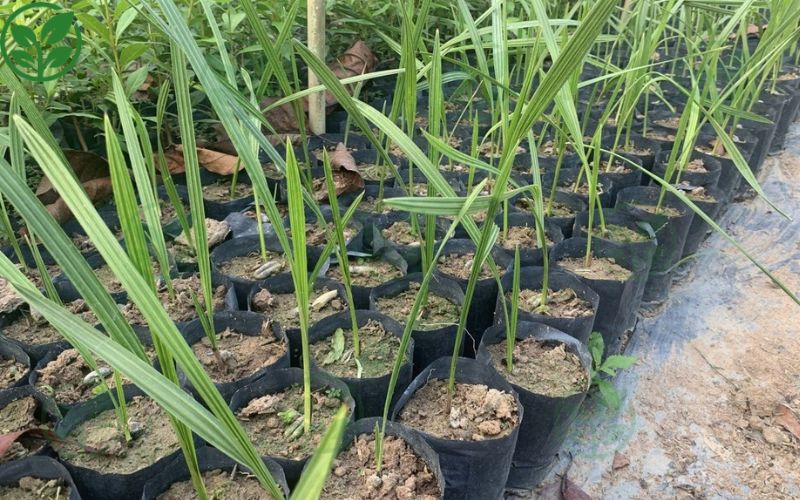Chà Là Cấy Mô Ba Phi – Đơn vị cung cấp giống chà là cấy mô chất lượng cao 