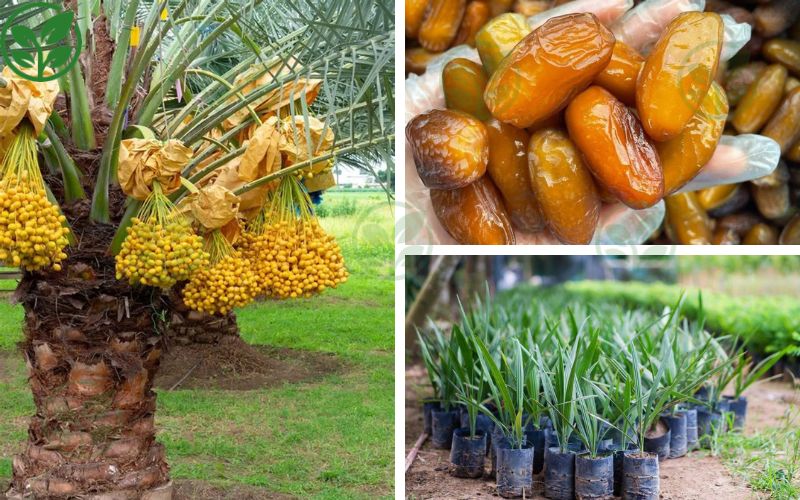 Chà Là Cấy Mô Ba Phi – Đơn vị cung cấp giống chà là cấy mô uy tín, chất lượng