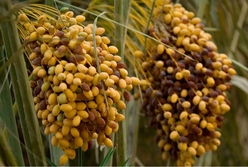 Chà Là Cấy Mô Ba Phi - Đơn vị cung cấp giống và hỗ trợ kỹ thuật thực chiến