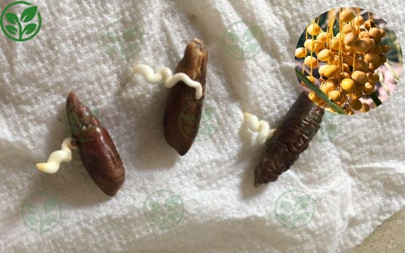 Chà là gieo hạt là giống cây như thế nào?
