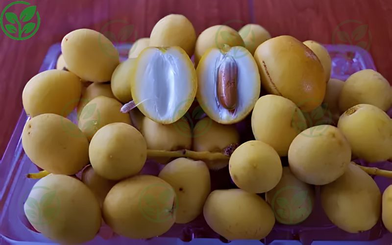 Chà là gieo hạt là gì?