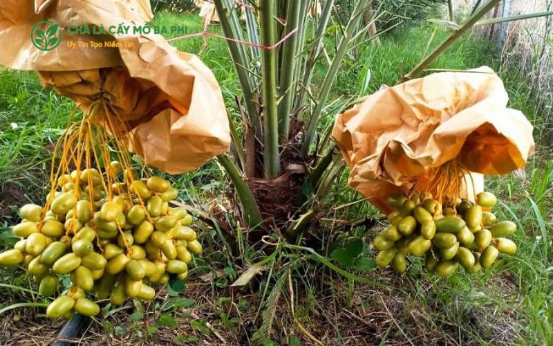 Chà Là Cấy Mô Ba Phi - Đơn vị cung cấp cây chà là giống uy tín tại miền Nam