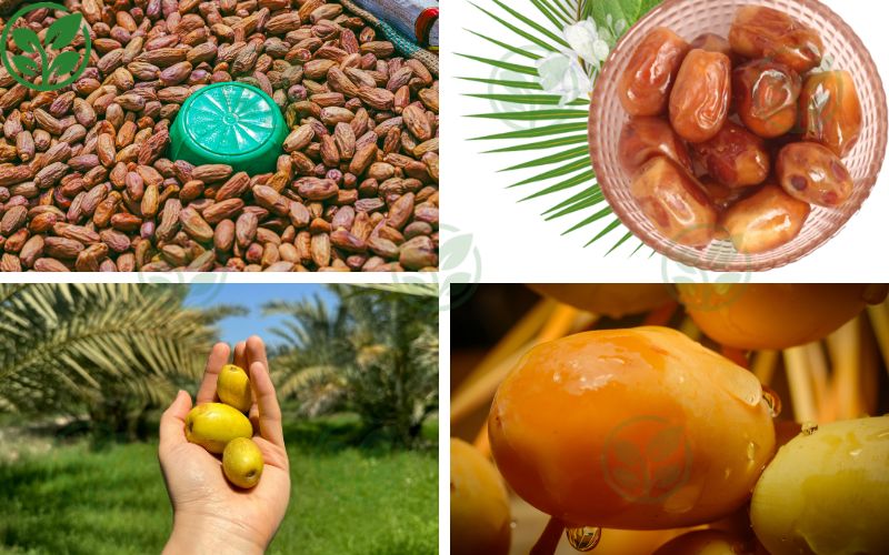 Công dụng của cây chà là trong đời sống