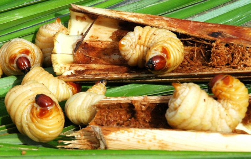 Dấu hiệu nhận biết cây chà là đang già cỗi hoặc sắp chết