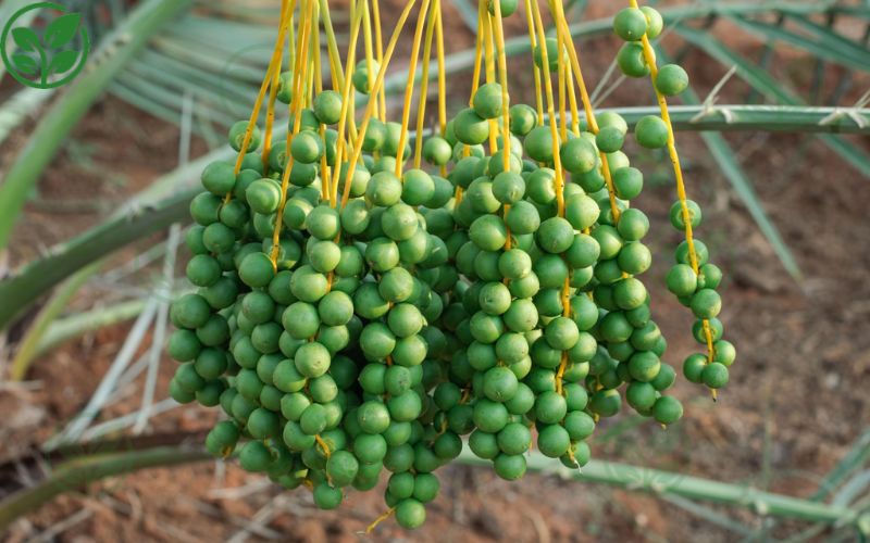 Dấu hiệu nhận biết chà là đang bị rụng trái non bất thường