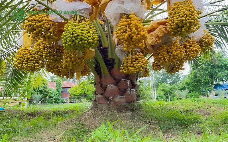 Dấu hiệu nhận biết đất phù hợp trồng chà là sai trái
