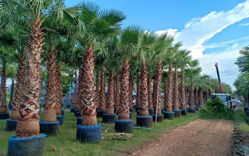 Địa chỉ cung cấp cây giống cây chà là nuôi cấy mô uy tín