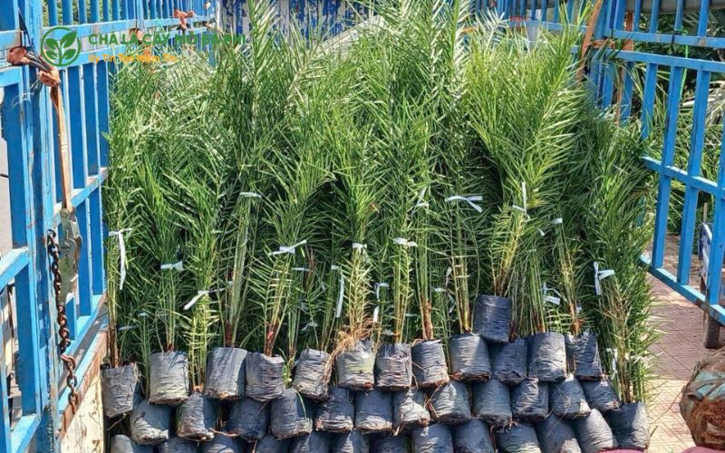 Địa chỉ cung cấp giống cây chà là nuôi cấy mô chất lượng cho nhà vườn