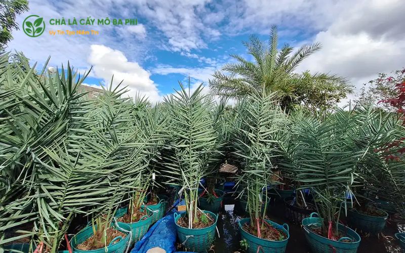 Địa chỉ mua chà là cấy mô chất lượng, giá tốt