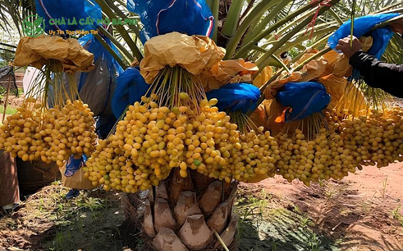 Điều kiện phù hợp để trồng chà là nuôi cấy mô đạt hiệu quả cao