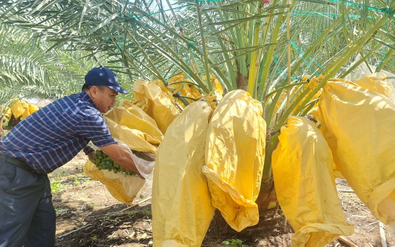 Điều kiện trồng cây chà là cấy mô tại Việt Nam