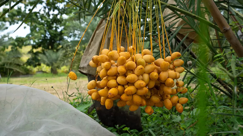 Điều kiện tự nhiên lý tưởng để trồng chà là cấy mô tại Việt Nam