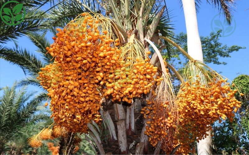 Giới thiệu chung về dòng cây chà là cấy mô