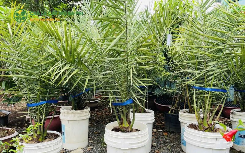Giới thiệu về cây chà là nuôi cấy mô