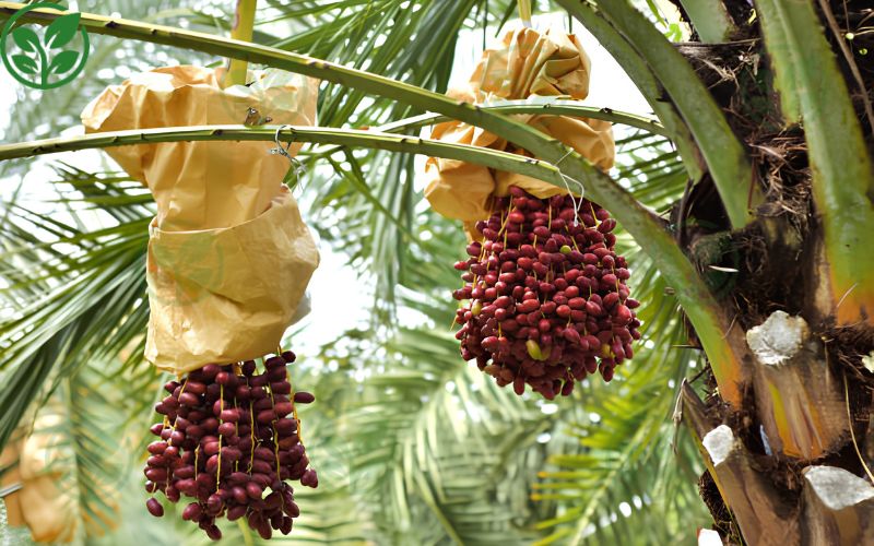 Giống chà là cấy mô là gì?