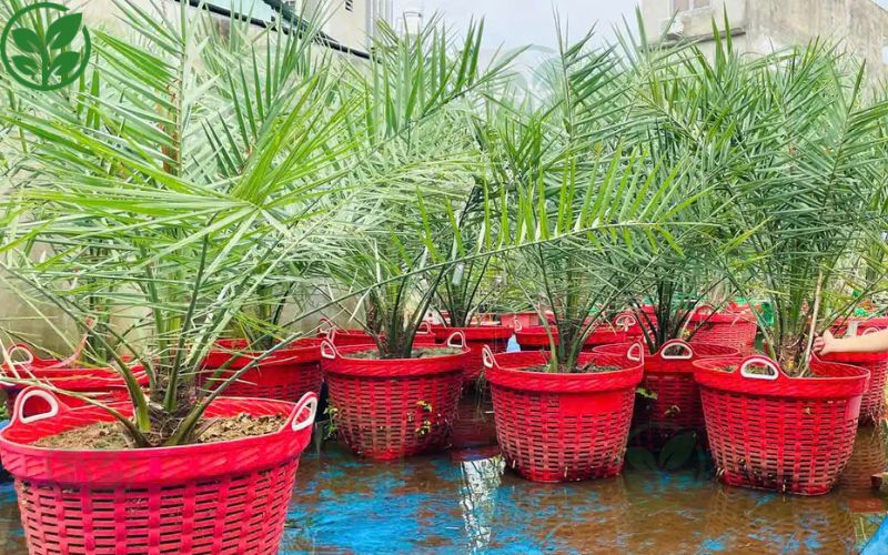 Giống chà là nuôi cấy mô là gì?