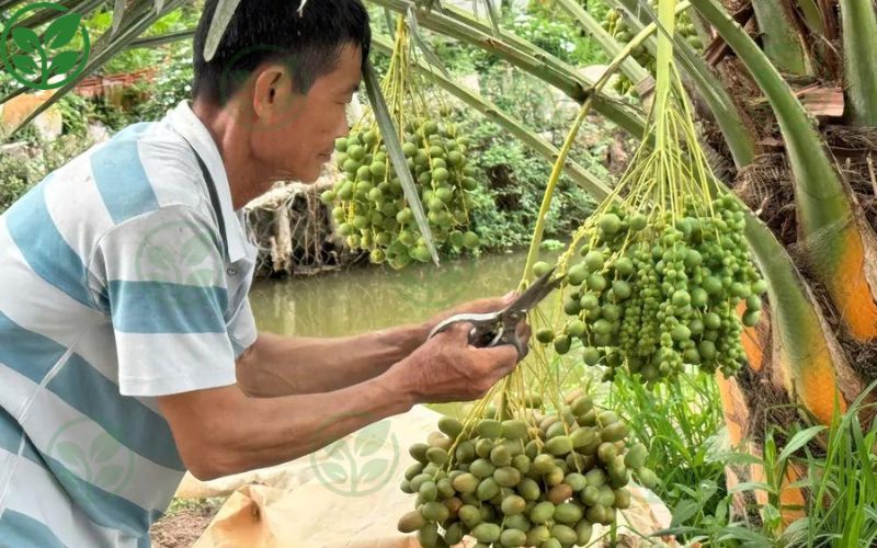 Hiện tượng rụng trái non trên chà là là gì?
