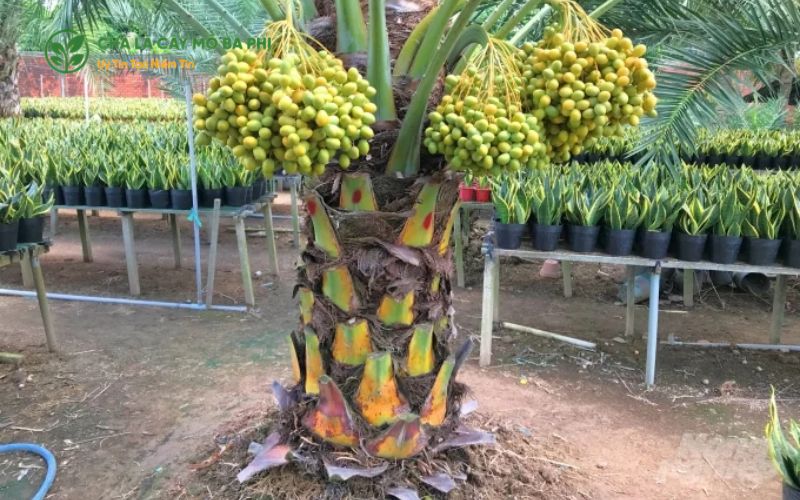 Hướng dẫn cách chọn đất phù hợp trồng chà là