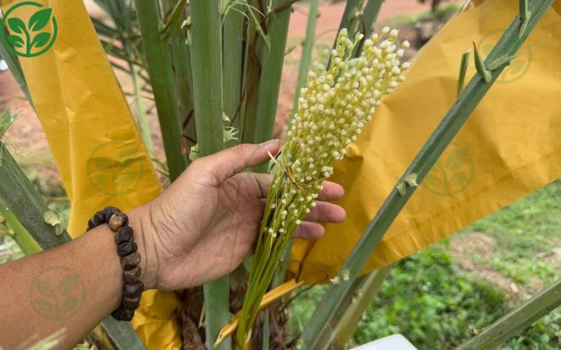 Hướng dẫn kỹ thuật thụ phấn cho chà là đúng chuẩn tại Ba Phi