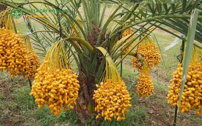 Hướng dẫn kỹ thuật trồng và chăm sóc chà là Bahee hiệu quả