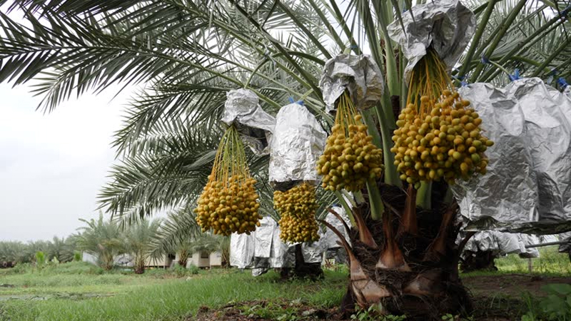 Hướng dẫn quy hoạch sân vườn dựa trên chiều cao cây