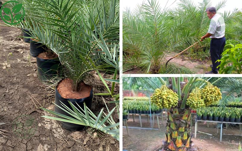 Hướng dẫn quy trình chăm sóc cây chà là cấy mô tại Chà Là Cấy Mô Ba Phi