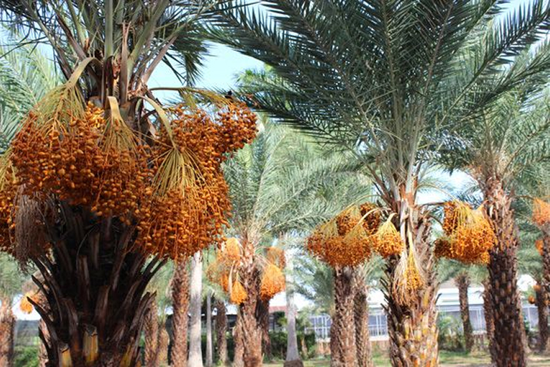 Kỹ thuật chăm sóc cây chà là cây mô đạt chiều cao và năng suất tối ưu