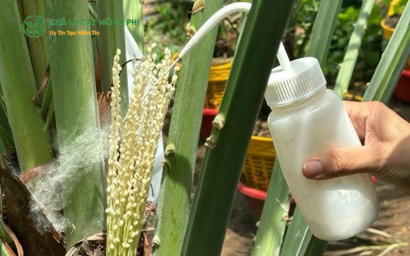 Kỹ thuật chăm sóc để tăng năng suất chà là nuôi cấy mô
