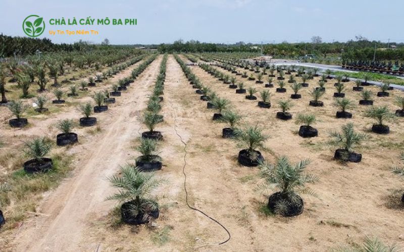 Kỹ thuật chuẩn bị đất trước khi trồng chà là đúng cách