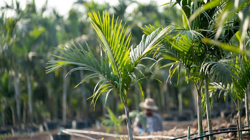 Kỹ thuật trồng chà là cấy mô chi tiết từ A-Z